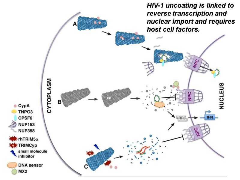 HIV-1 uncoating is linked to reverse transcription and nuclear import and requires host cell